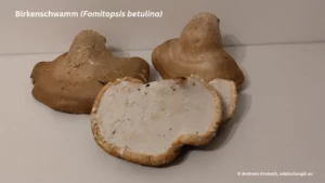 Birkenschwamm (Fomitopsis betulina)